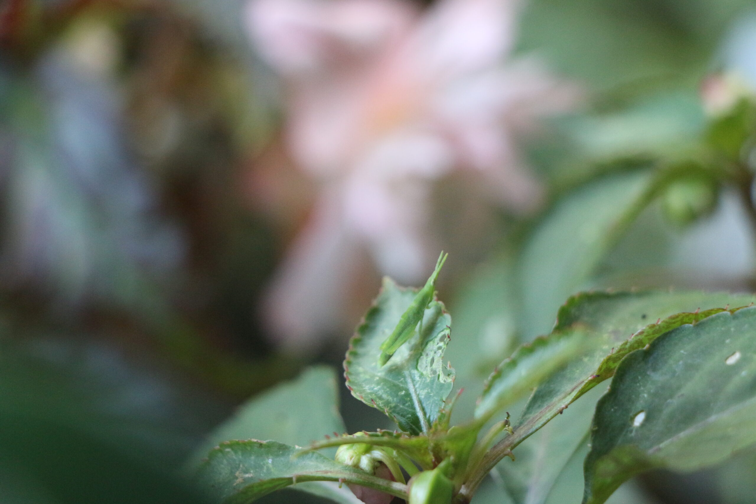 Tatsuya Dejima Official Site