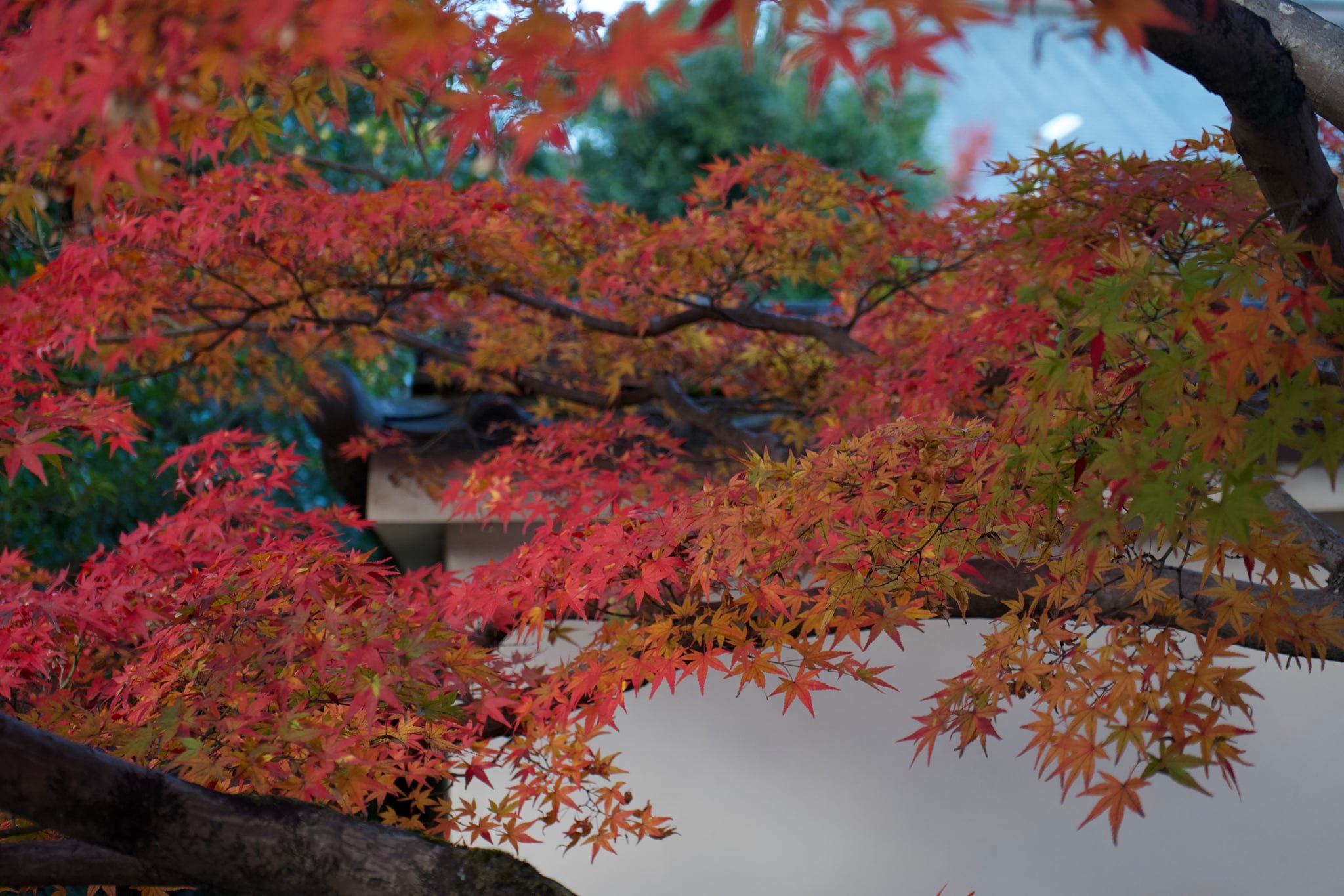 Tatsuya Dejima Official Site