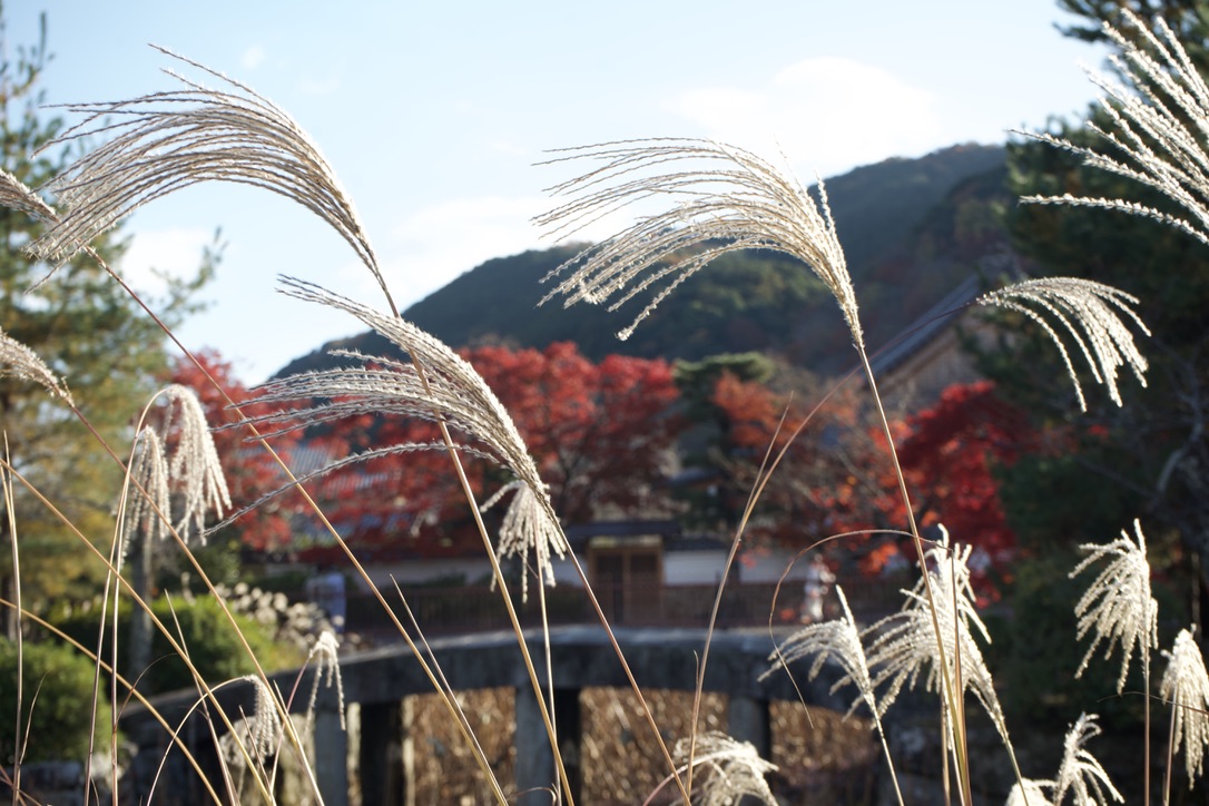 Tatsuya Dejima Official Site