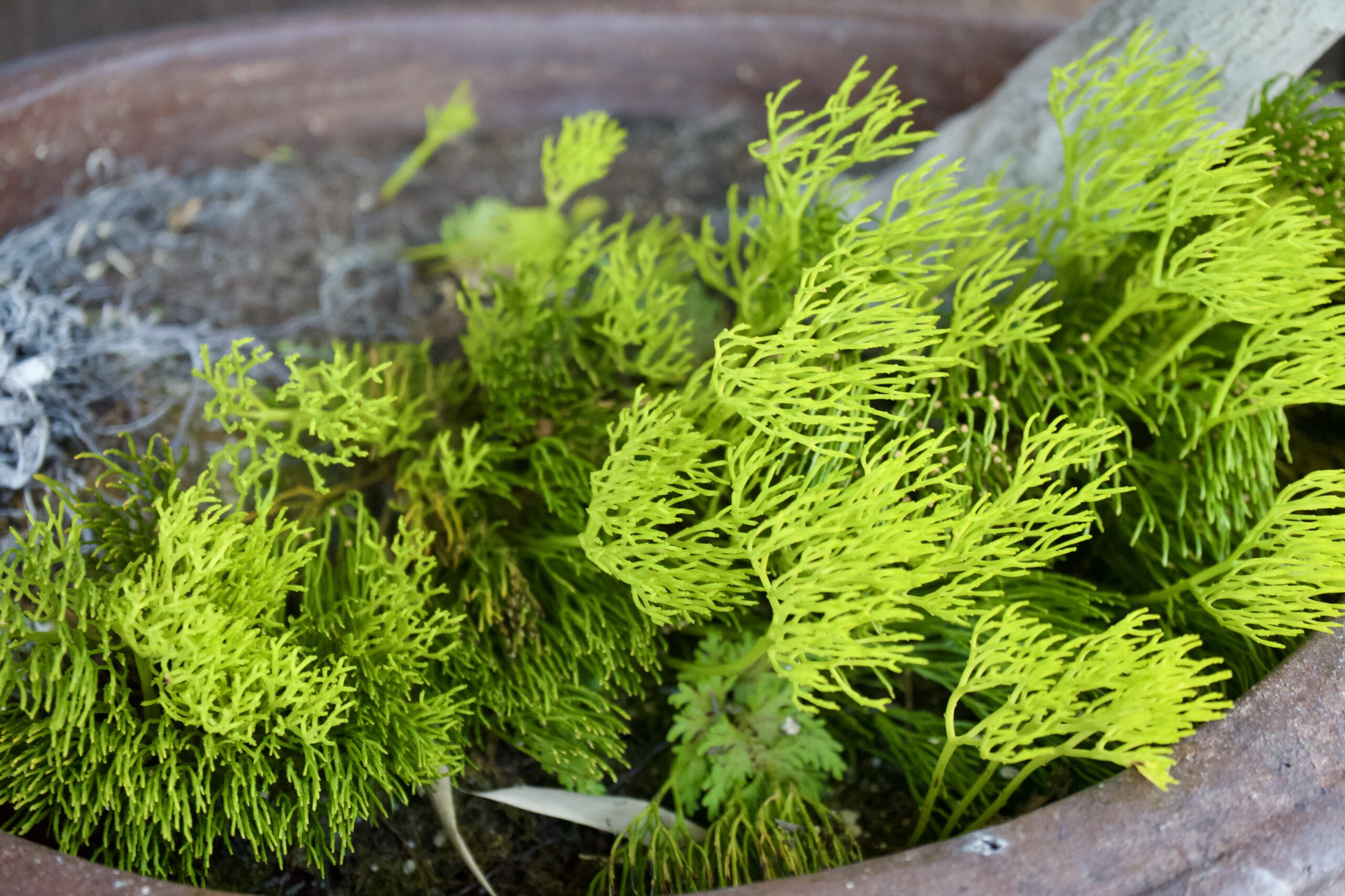 Tatsuya Dejima Official Site