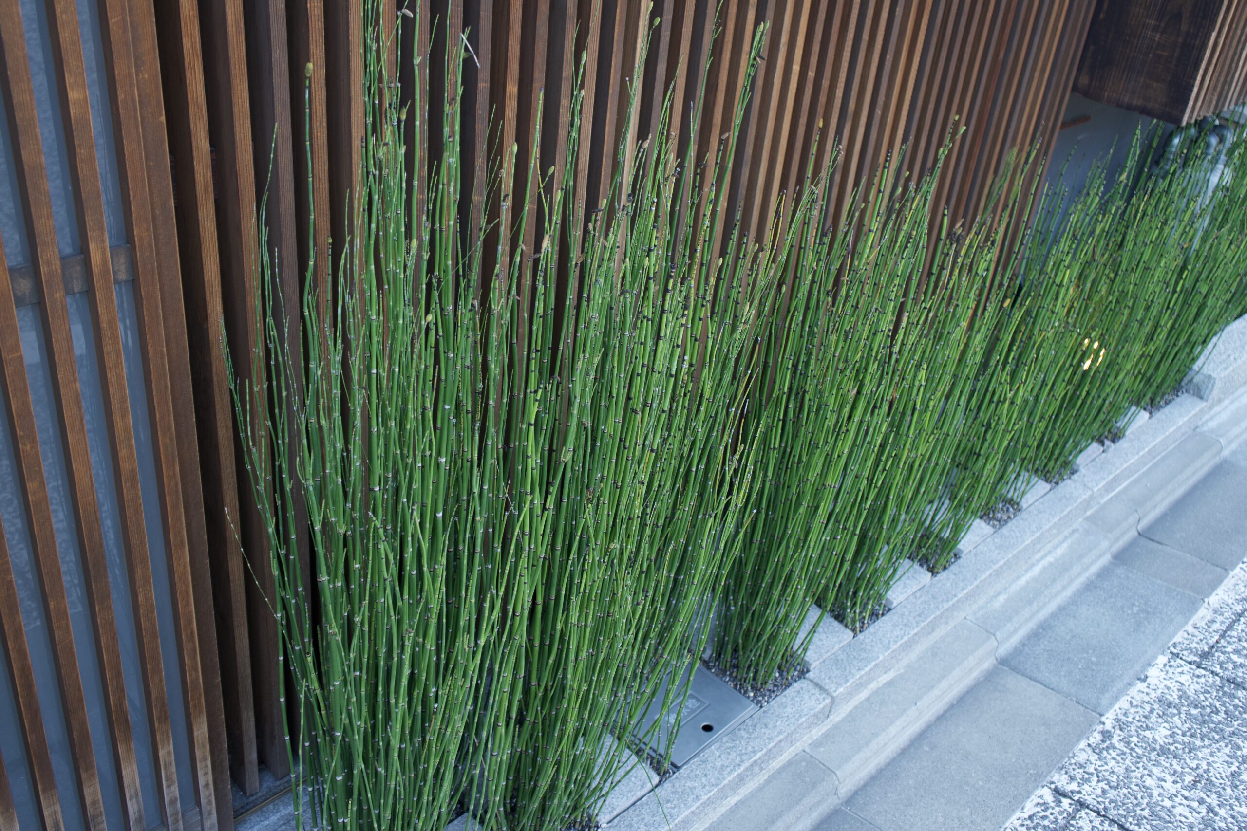 Tatsuya Dejima Official Site