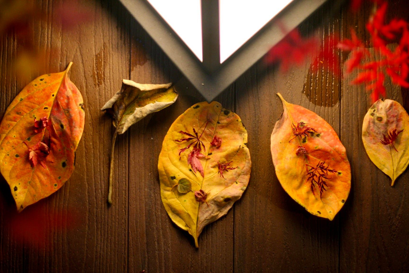 Tatsuya Dejima Official Site