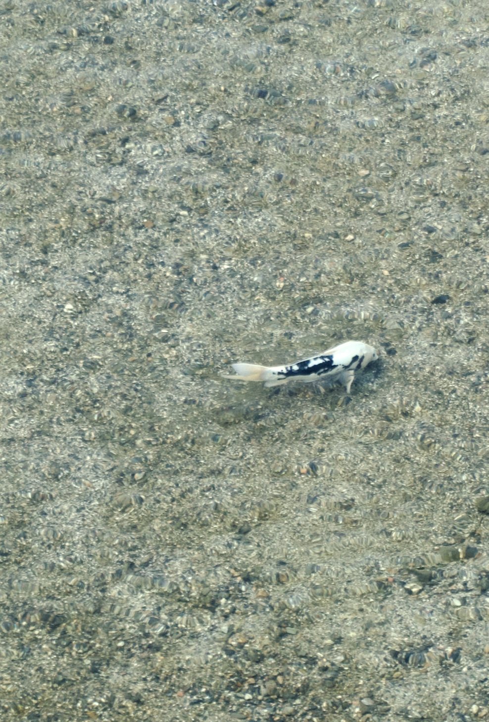 Tatsuya Dejima Official Site