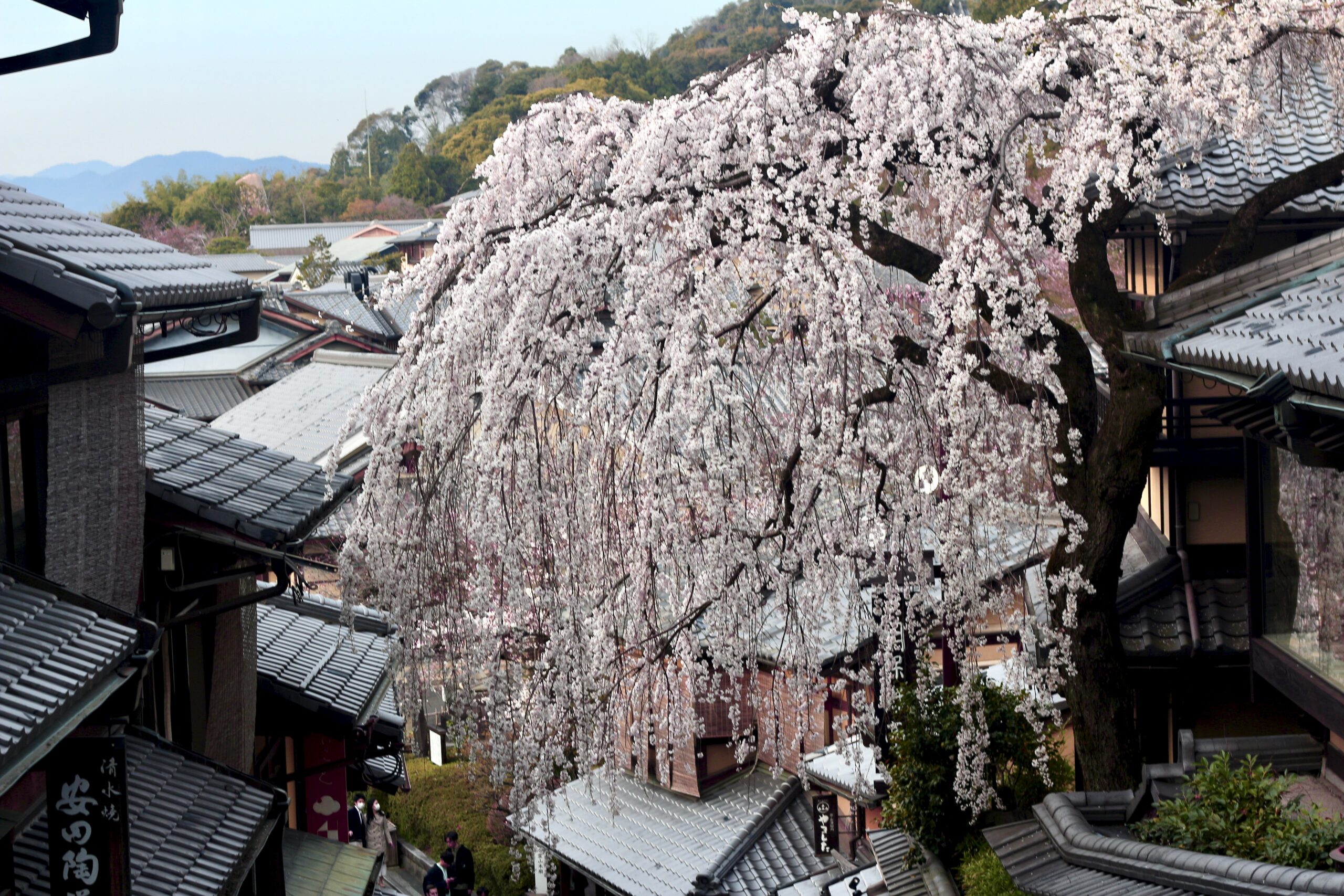 Tatsuya Dejima Official Site Tatsuya Dejima Official Site