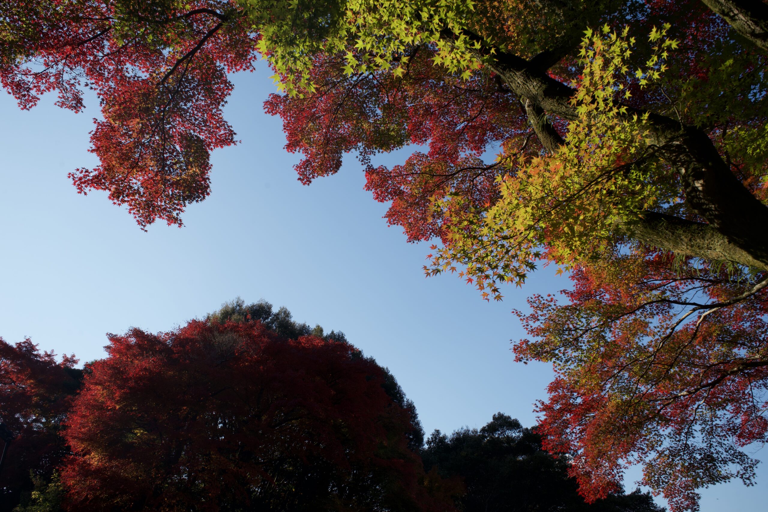 Tatsuya Dejima Official Site