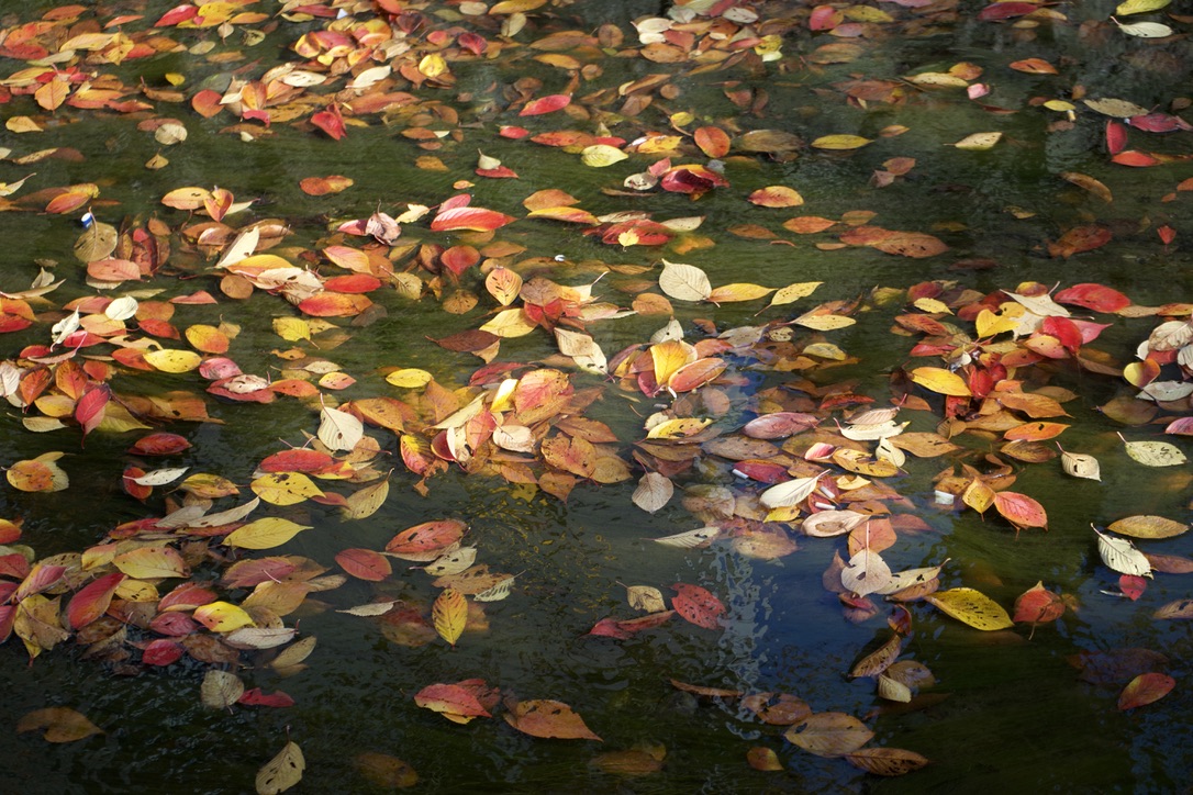 Tatsuya Dejima Official Site