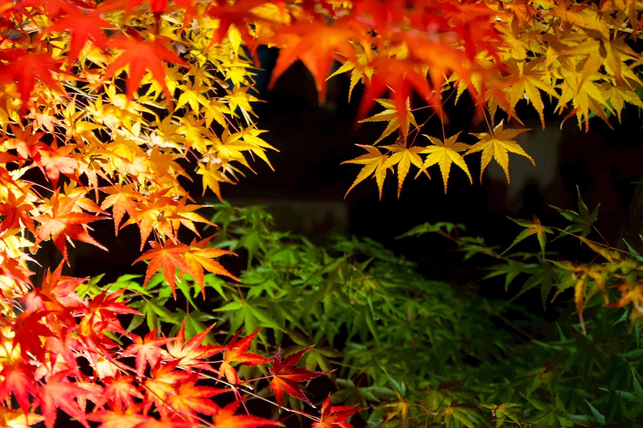 Tatsuya Dejima Official Site