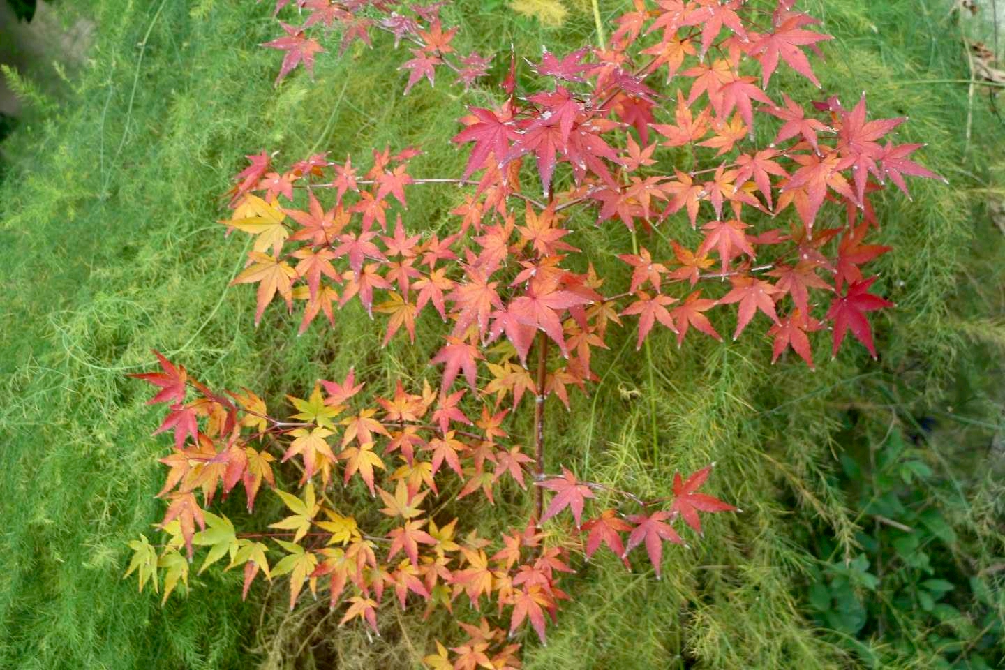 Tatsuya Dejima Official Site