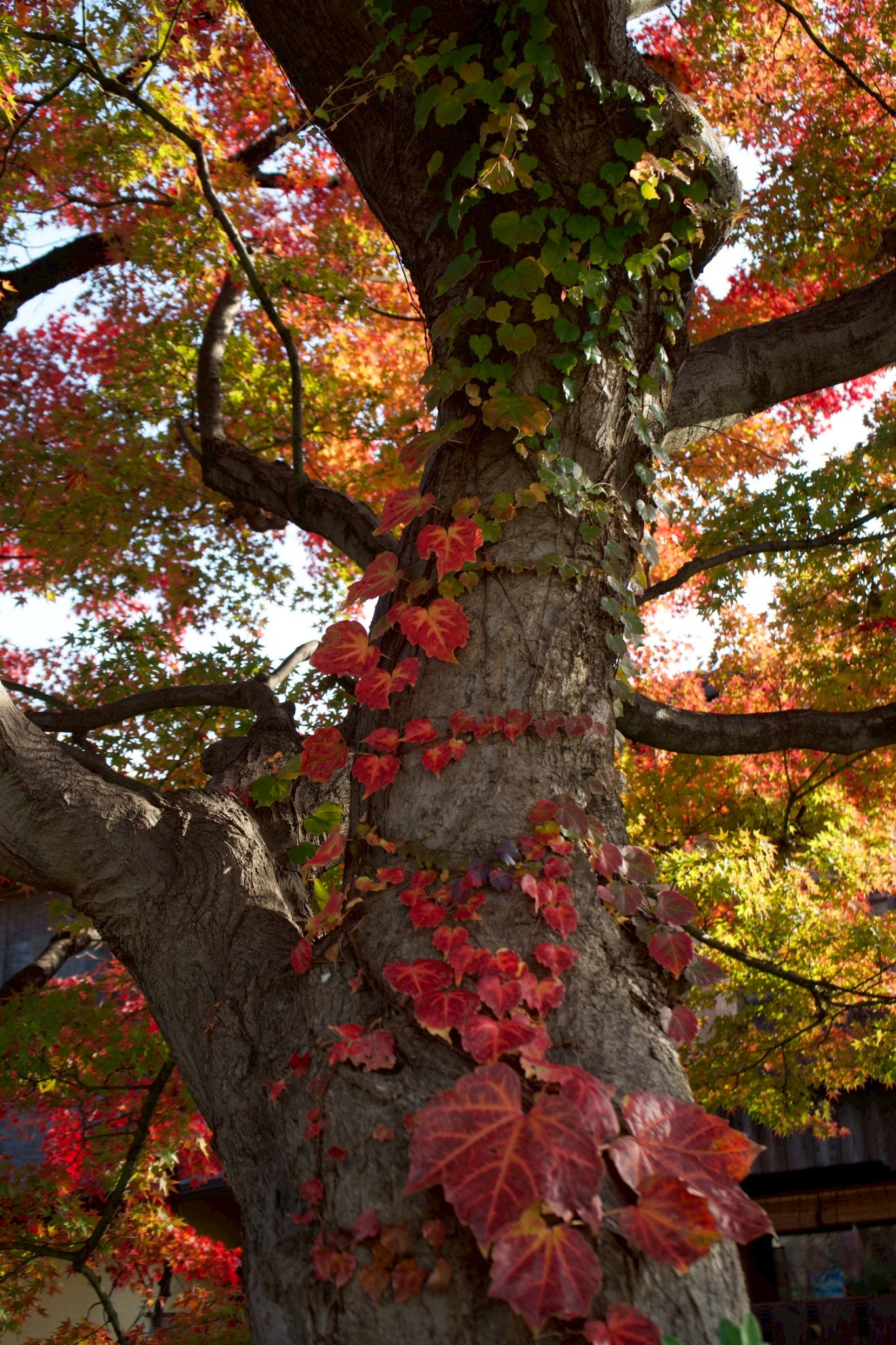 Tatsuya Dejima Official Site