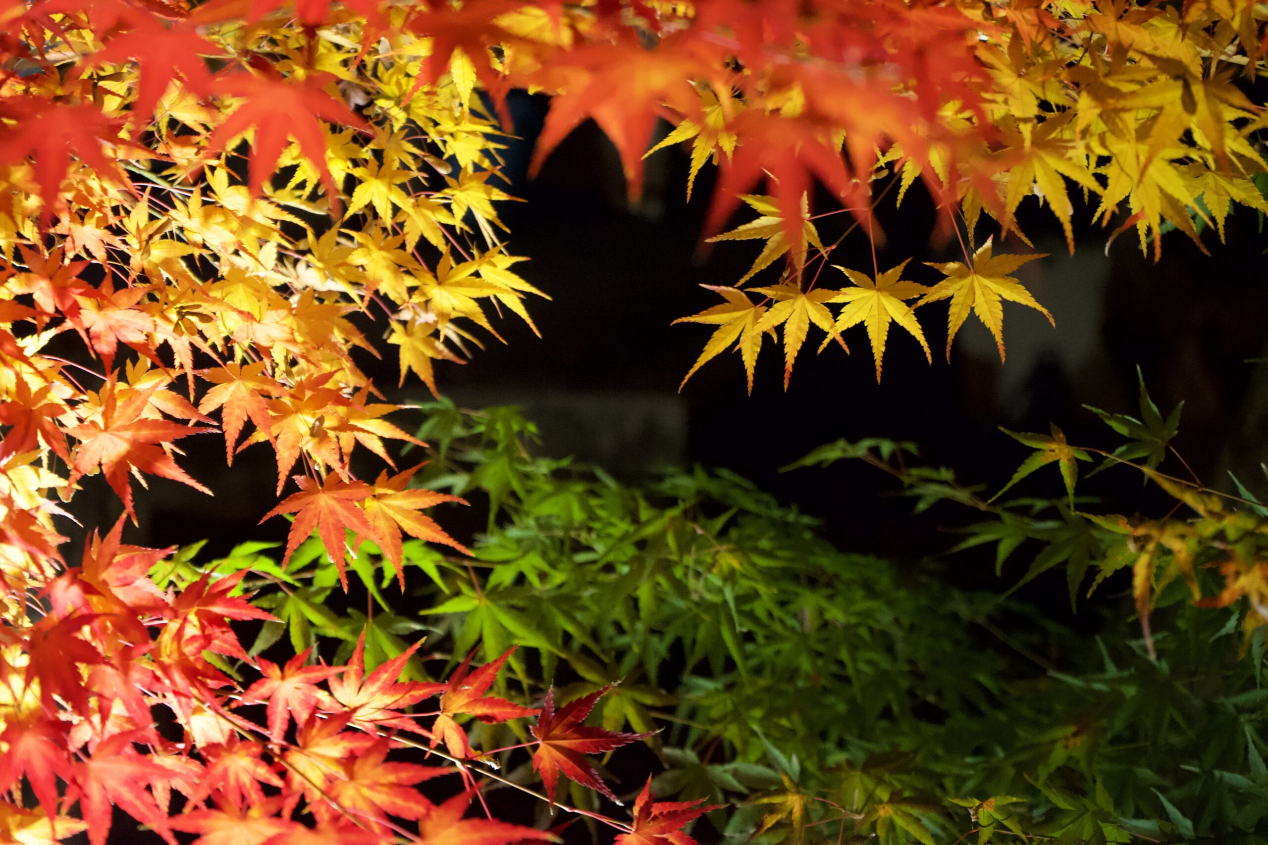 Tatsuya Dejima Official Site